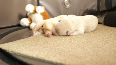 眠る子犬たち