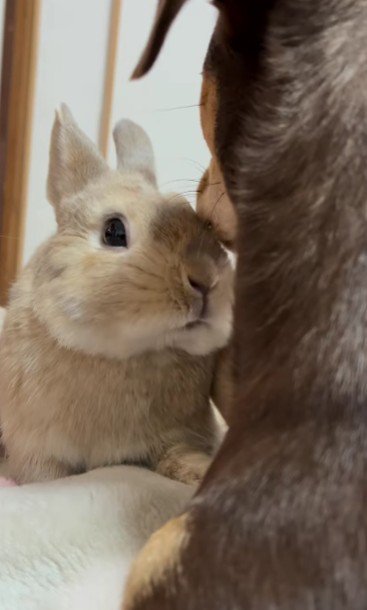 微動だにしない小鉄ちゃん