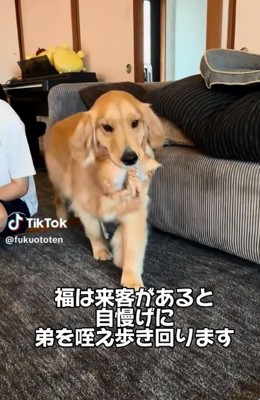 音くんを咥える福ちゃん