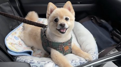 ハーネスをつけて車に乗っている犬