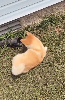 ホースの中を覗く