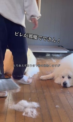 掃除中のグラくん&ダンボくん2