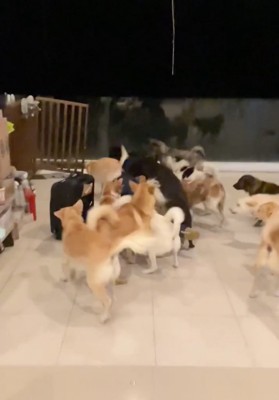 転倒したお父さんに群がる犬たち