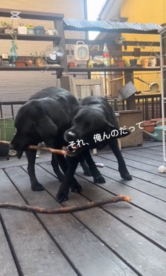 棒を取り合う2匹