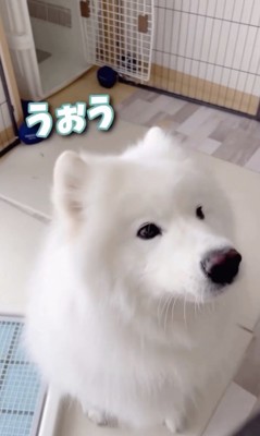 「ぼくとはなそ」