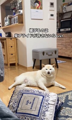 ごん太くんのナデナデ要求3