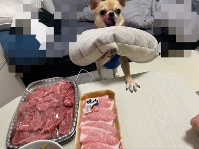 肉に興奮している小型犬