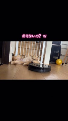 寝ている犬の顔の前を通るルンバ