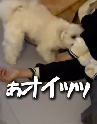 力が抜けた飼い主の手に顔を近づける犬