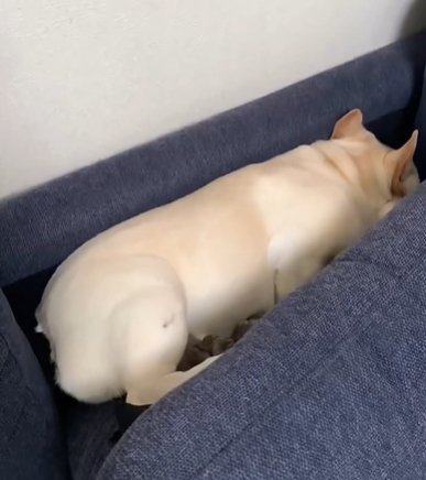 ソファのクッションの間に沈み込むフレンチブルドッグ