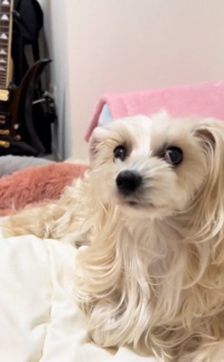 そばにきた茶々ちゃん