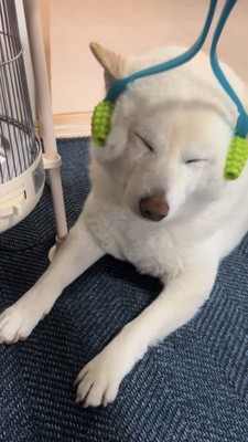 コロコロマッサージされる柴犬