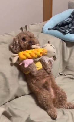 茶々丸くんとおばあちゃん4