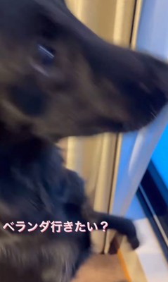 「ベランダに出たい？」