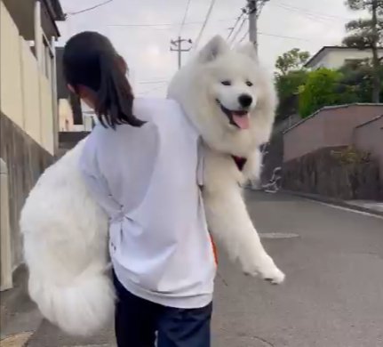 サモエドスマイル