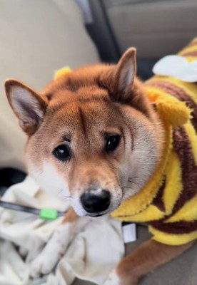 マロ眉のこてつ君