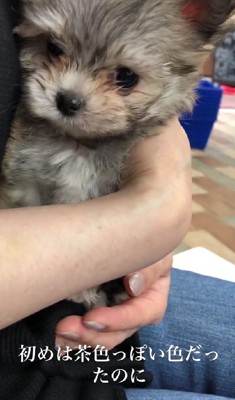 茶色っぽいカラー