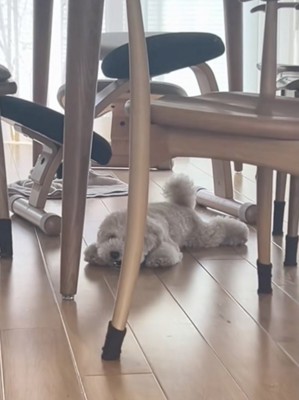 尻尾はいつも最後