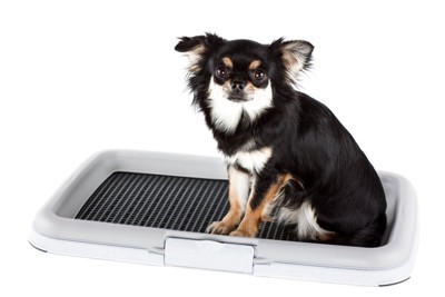 トイレトレーの上で座るチワワ