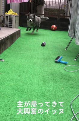 飼い主さんのお出迎え