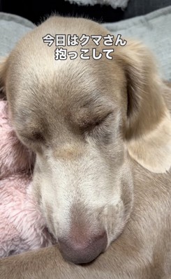 眠る犬