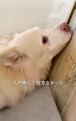 横目で投稿者を見る犬