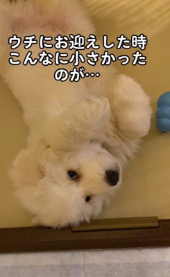 ハクくんの成長3