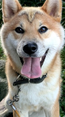 ニコニコ