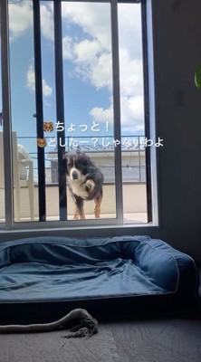 窓を前足で引っ掻く犬