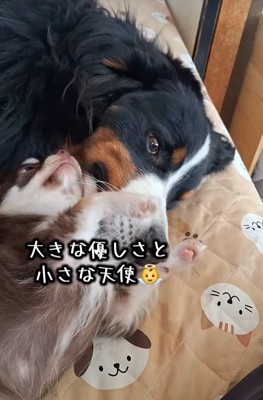 大型犬の顔に顔をくっつける小型犬