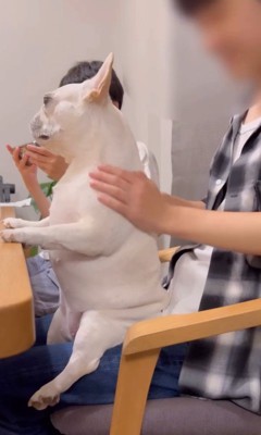 マッサージ中のはなちゃん