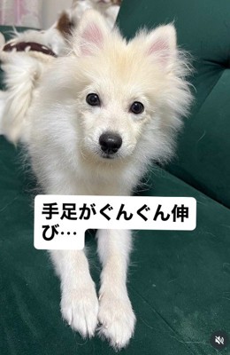 グングン成長する蘭丸ちゃん