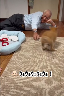 遊ぶ犬2