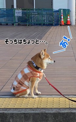 拒否柴を発動!?