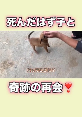 見覚えのある子犬が…