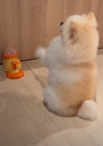 斬新すぎる使い方に爆笑♪