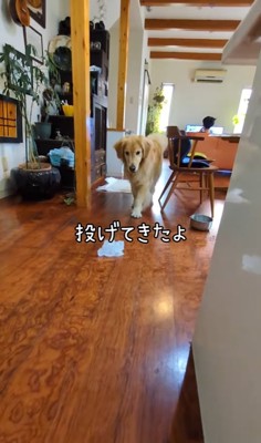 氷のかたまりを滑らせてみる飼い主