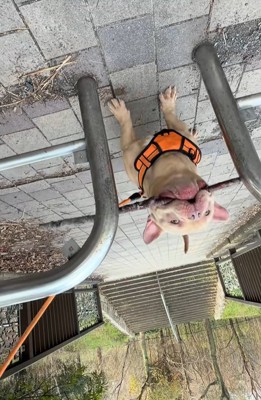 枝をくわえたまま通りたい小型犬