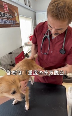 診察を受けている犬