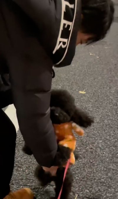 抱っこをせがむ犬