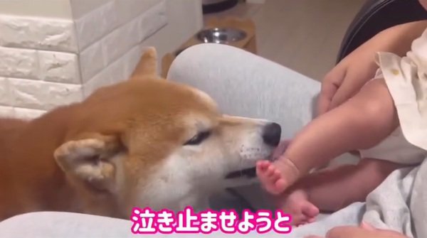 泣き止ませようとするこむぎ君