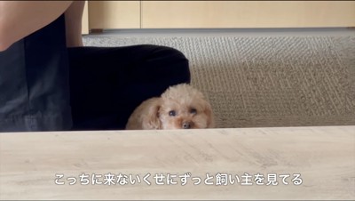 男性の膝に乗りながら、飼い主に視線を送る犬