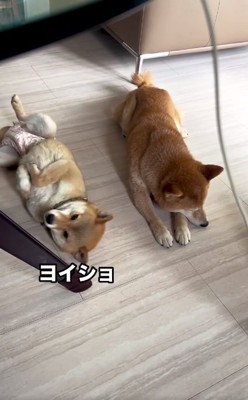 ヘソ天するすももちゃん