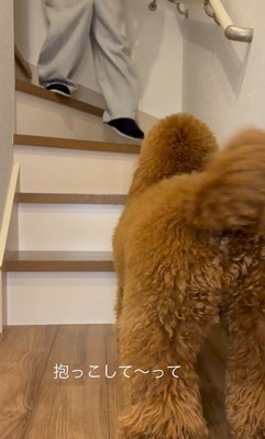 「抱っこして」としっぽをフリフリ