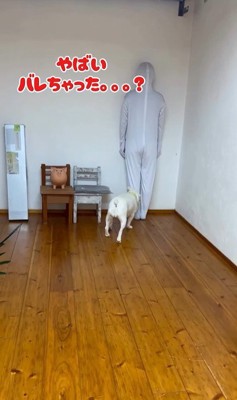 壁と同化したらコロちゃんは気づく？3