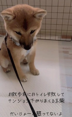 散歩前にトイレを失敗