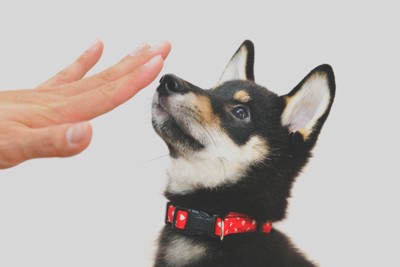 柴犬の子犬にかざした人の手