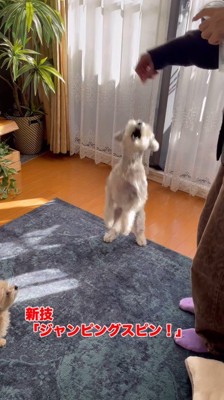 ジャンピングスピン!