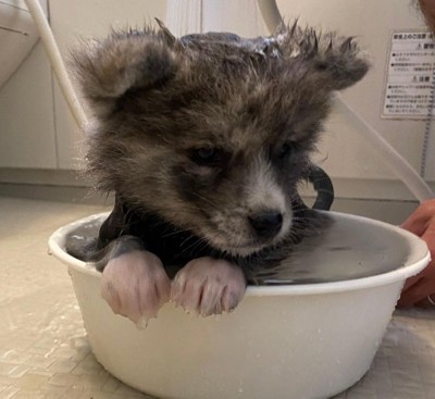 洗面器に入るあきちゃん