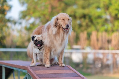 仲良しのゴールデンレトリバーとパグ